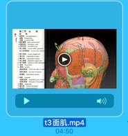 第二节 头 肌
W fremal belly
*W occiptal belly
2 MER gla apinarclim
3 AR EEAL orbicularis oculi
HtNFfl levalor lahii supericeis
#LANML lvmior labii superio
s tEnfU levaor anguli oris
7 HL zygomalicus mjce
B wchil zygomalices miner
9 DAl depressor anguli oris
10 TAFUL depressor labil nferiori
11 #50 buccinalur
12 AL nasalis
(AL]5Af6 transverse part of nosa
[ALEnL) A3 alar part of nasalis
EWAL masticatory mascie
13 Q2EL masseter
ALA superficial pert of man
Rijai dorp par: of masseter
14 IAL temporalis
15 W.pgffl medial ptesygoid

t3面肌.mp4

04:50