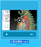 肆段支气管scgme
支气管时段hrom
三、皿言
(一)肺动球

YuCd9Y.3.c0m

时动球 pulmonary
(二)肺静脉
肺静綠 pulmonar
段内静脉
段问静脉

EEEKXAWVY

●(三)支气管动

ERN

支气管动脉bmoti

EEL ::

四、淋巴引流
五、神经
肺丛 pulmanar

5肺动静脉.mp4

02:29