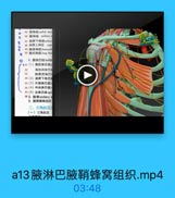 45 烧神经ndial nery
●-46 廠神经 axillary T
47 肩界下神经sobec
48 肩胖上神经 Sp
49 胸背神经thoracod
S0 嘴长神经Jong thon
4. 戚淋巴结axilla
51(1)胸肌淋巴结:
52

陶肌间淋巴林

5

詢骨旁淋巴
54(2)肩牌下淋巴
55(3)外侧淋巴結1
56(4)中央淋巴结:
S7(5)尖讲巴结apin
58 5. 廠Maxillary s
6. 窝蜂窝组织
二、三角肌区
(一)三角肌区

a13腋淋巴腋鞘蜂窝组织.mp4

03:48