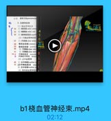 52 旋前方Mpronatorqu
3.血管神经束
(1)烧血管神经束

wwxxx333

34 1】桃动脉 radial artery
35 2) 8619 Ek rdial vein

4

YU CONG Y13.com

36
3)機神经浅支superfi

S

(2)尺侧血管神经束

6

37

1)尺动脉ulnar artesy

38

骨间总动脉common

F3333

30

骨间后动脉 punteriot

40

2) Riik ulnar vein

3.com

41

3)尺神经 ulmar ner

01731

73 a
b

尺神经肌支 muscula
尺神经手背支 dorsal
(3)正中血管神

1

43

1)正中神经median n
2

72
[正中排经]肌支 mE
2)正中动脉 median a

3

(4)青间前血管神经

b1桡血管神经束.mp4

02:12