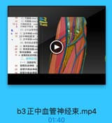 40

2)尺静脉ulnar

41

3)尺神经ulnar T

73 a

尺神经肌支 mus
尺神经手背支 da

B.com

b

(3)正中血管神编

O

42 1)正中神经media
72 [正中神经]肌支
2)正中动脉media
(4)骨间前血管神
43 1)骨间前神经ant
69 2)骨间前动脉antr
70 骨间前静脉 antc
53 4.前臂用肌后间限;
一、前臂后区
(一)浅层结构

54

前臂后皮神经
P

-55
前臂内侧皮神经
56

前體外側皮神经

b3正中血管神经束.mp4

01:40