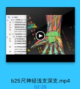 6.神经

,8

◎(1)尺神经ulnar ner
56 1)尺神经浅支superf
57

指掌側固有神经p

60

xcxx333

58

指業侧总神经con

6

59

[尺神经]指掌侧固有

42

palmar digital nerves

62

60 2)尺神经深支deep1

63

(2)正中神经 median

61

[正中神经]返支

6

62

[正中神经]内側支
[正中神经]外侧支

,2

3
14
34

63

[正中神经]指掌制
palmar digital nerv

72

16
17A

64

[正中神经]指掌侧

38

nalmar digital nerv

b25尺神经浅支深支.mp4

02:26