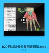 41[押收肌]横头 transy
adductor pollicis

wxxx333

● 42 小指展肌 abductor d
643 小指短屈肌 flexor d

YU CNG YI3.

brevis
6 44 小指对掌肌 opponei
45[手]蚓状肌 lumbrica
46 骨间掌侧肌 palmar
47 [手]骨间背側肌 don
5. 血管
48(1) superficial p
49 1)指掌侧总动脉com
50

指掌侧固有动脉p
51 2)小指尺掌侧助脉ul
52(2)掌深号deep palmar
掌心动脉pal mar m

vvxxx333

53

b20蚓状肌骨间掌侧背侧肌.mp4

03:31