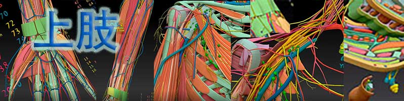 上肢