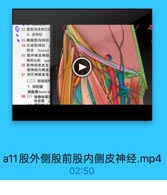 32 龍股沟浅淋巴线
4.皮神经
● 33 落腹股沟神经
34 生殖股神经
股支 femoral
35 股外侧皮神经
股四头肌 qum
36 股神经前皮支。
股神经内侧皮
37 闭孔神经皮支
(二)深层结构
1.深筋膜
阔筋膜fascia 1s
38(1)隐静脉製子
筛筋膜 C

a11股外侧股前股内侧皮神经.mp4

02:50