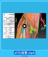 (3)后骨筋膜帮
●41 3. 肌腔隙与血
●髂耻弓iopectin
42 (1)肌腔隙lac
43(2)血管腔限l
、44 耻骨梳韧带pec
● 45 腔隙韧带 lacuna
◆ 46 4. 股三角femd
(1)境界
(2)内容
. 47
1)股鞘femoral
48 2)股管femoral
49 股环 femoral ri
50 股环隔femoral

a17b股管.mp4

01:06