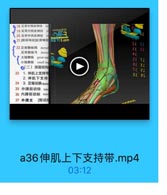 ◎ 18 足背外信度神经
/19足背肉侧皮神堡

VVxxx333

20 足背中间皮神经

公乐3

21[0果神经]趾背神线 NG 3.com

SE SI

22足背静脉网

dorsa

EE EI

足背静脉号 dorsa

AF

大隐静縣 great sag
小隐静脉small sa

2E S

◎(二)深层结构

aE 81
TE e

23
1.伸肌上支持带

8E OS

2. 伸肌下支持
24 3.足背动脉dors
25 外踝前动脉
latc
26 内踝前动脉 mel
27 外踝支 [腓动用

a36伸肌上下支持带.mp4

03:12