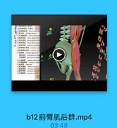 前臂肌后群 .mp4