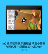 m2输尿管膀胱尿道精曲精直小管睾