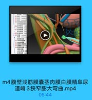 m4腹壁浅筋膜囊茎肉膜白膜精阜尿