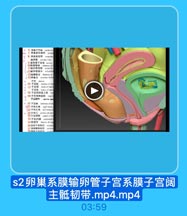 s2卵巢系膜输卵管子宫系膜子宫阔