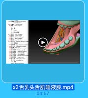 舌 乳 头 舌 肌 唾 液 腺 .mp4