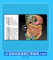 盲肠结肠直肠肛管阑尾.mp4