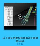 v2上肢头贵要肩胛峰胸背外侧静