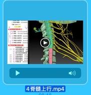 三前角外侧技
poswrumedial
X.品(lanin XJ:
(二)白飯

.05 k fasciculas gracilis
oUG E3K Esciculus cuncatus
Hx 脊臨小脑后束 poslerior
88 脊蘭小詰前惠
antrior 8
08 脊間丘脑侧束 teral sp
90 脊蘭丘脑前束 anlerinr sp
2. 下行纤端(传导)東
皮质脊管束(eutieosp
(1) 91 皮质脊蘭侧束 lato
92 皮质脊健前束 ante
80 前外儒皮质脊健束
(2] 94 红核脊醫束 rubros
) EG 前庭脊聲束
vestib
(4) 98 阿状脊簡束
reticul
(5) 97 优落眷情束 Bectosi
(6) 08 内侧纵束 medial lu

4脊髓上行.mp4