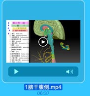 第二节 脑
一、脑干
(一)脑干的外形
1.脑干的腹侧面
脑干 brain stem

2

延龍 medulla oblongata
3 延储脑桥沟 hulbopontine s
1 延蘭]前正中裂 anterior me
锥体 pyramad
: 推体交叉
decussation cf py
7 批机 olive
0[延髓]前外侧沟
anterelate
[延髓]后外侧沟
9 脑桥
pons
10[脑柠]基底沟
basilar sulcus
11[脑桥]基底部 basilar pert o
12 小脑中脚 maddle cerebeliar
13 脑桥小脑三角 pontocereoc
14 中滴 midhrain

1脑干腹侧.mp4

06:37