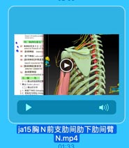 branch of medial anceb
ncous nerve
四,胸神经前支
● 87 胸神经前支共有 12
antenor branch of th
88 助间神经 intercos
89 肋下神经(subcostal
90[助间神经]外侧皮支
lateral cutaneous bra
91[助间神经]前皮支
antericr cutaneous
92 助间臂神经
intercostobrachial n
(一)歷丛的组成和位置
1 Rdl(lmber plexus)
(二)鑒丛的分支
2 1.髂腹下神经[iliohypog
32.燃誼股沟神经(ilioing

ITALL E IT JPI

ja15胸N前支肋间肋下肋间臂
N.mp4