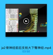 ●14 胸伸经(thoracic menes)12
● 15 腰神经(lumibar merves 15
· 16 低神经(farml nenes)S3
17,尾神经(coocygral nerves)
0 18 1/6(cauda equina)

一

19 1. 邮体感觉神经 Somata
20 2. 内脏感觉神经 Visceros
21 3,幅体运幼神经 Sensorin uUY
22 4.内脏运动神经 Viscerim
(二)特神经的分支
23 1. I S [ anterior branch
·24 頭品 cervical plesus
25
1tM brachial plexus
AR& lumbar plexus
27 MEAA sacral plexus
20 2. 后支(posterior brangi
29 枕下神经(sulceipital og

moo.EYOVIUD U

30 枕大神经(gprater occipiam
31第3枕神经(thind eccin
32 臀上皮神经(saperior ghuls
33 臀中皮神经(midill rgluler
34 3. 交通查[communicalia

ja2脊神经前后支枕大下臀神经.mp4

03:50