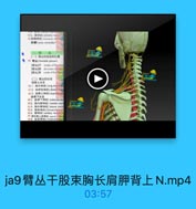 435、膳神線(phrenic nen ]
44 副腸神经(anersmry plme
翠棒(anss cervicalim)

三費丛
(一)時出的期成和位置
(46 餐品(hrachial plexms)
[臂品]干 trunles of hrachial
[臂品]證 divisions of brei
[購站]東 conls af htieliat
(二)臂品的分克
捷背上分支
461.海长神绿(long thocackd
47.2.肩界背神经[dorsul scaf
483.肩牌上神经(suprascap
销骨下分支
約1.肩神下神经|subocapulan
[02.胸内樹神師[medal pect
513.海外劑神綠(lateral pecto
524.胸背神经{horacodorsal
535.統神经[axilary nerve)1
54. 質外侧上度神經 suerin Tofoin
66. 點皮神经{musculocigai

ja9臂丛干股束胸长肩胛背上N.mp4

03:57