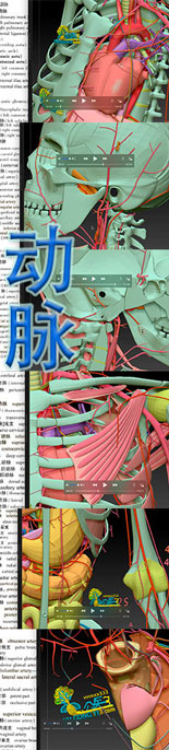 动脉